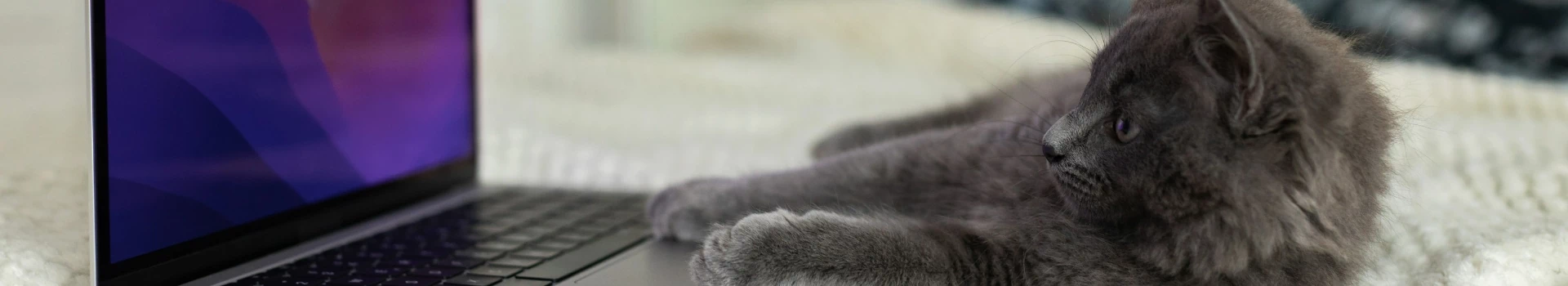 Kotek przy laptopie