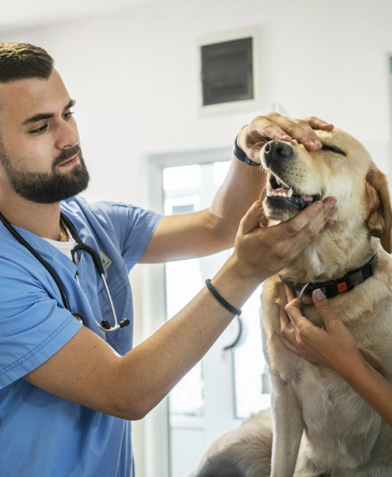 Weterynarz sprawdzający zęby u psa