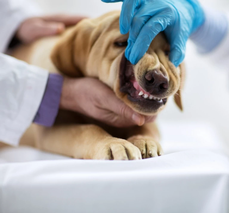 Sprawdzanie zębów u psa
